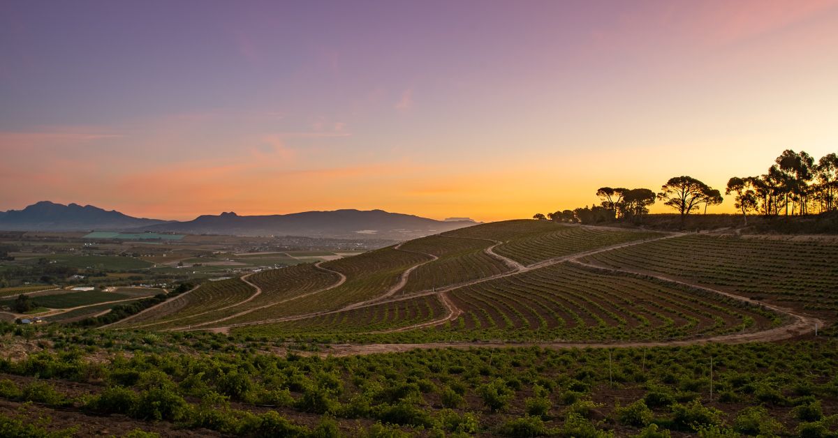 Bosman Wine Farm Vineyards